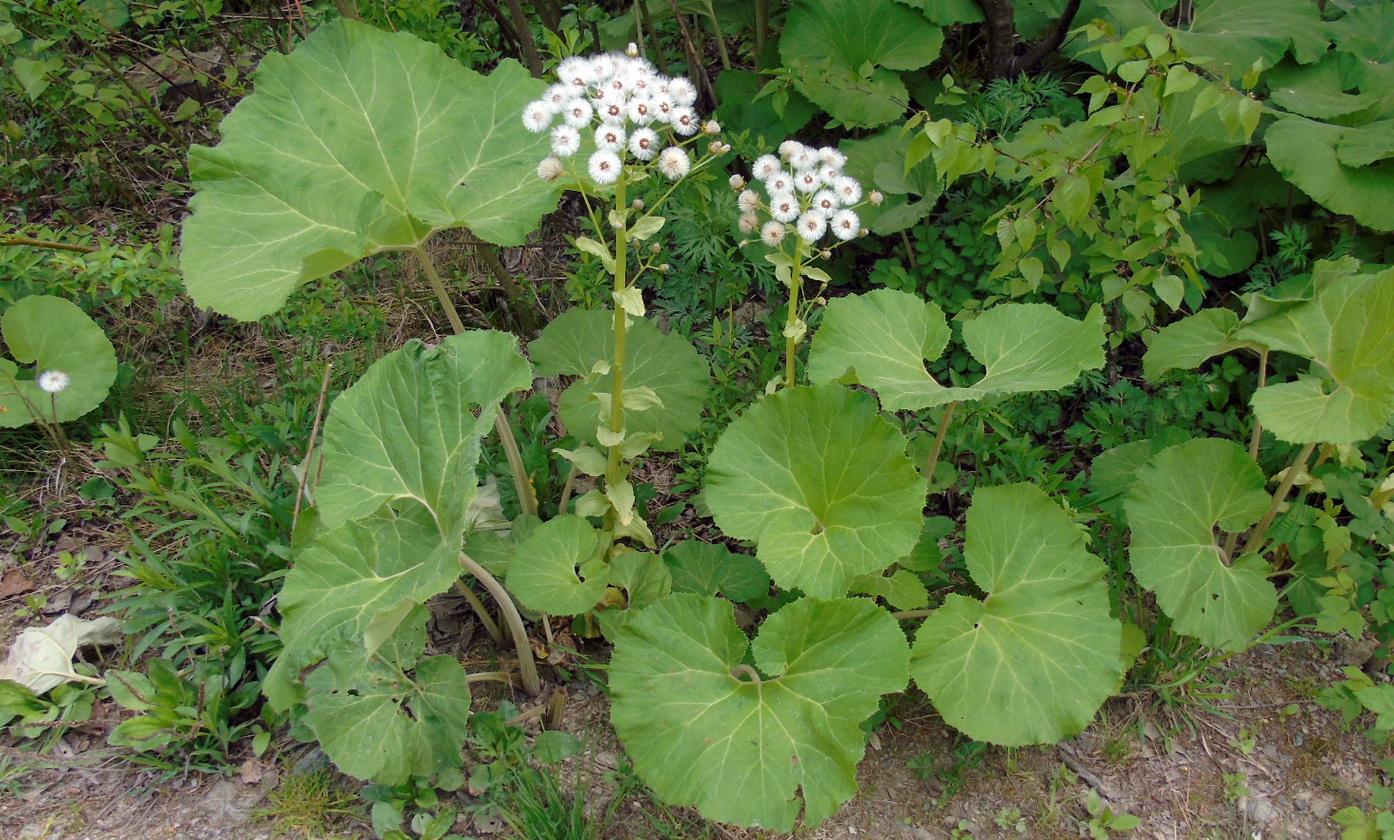 Image of Petasites amplus specimen.