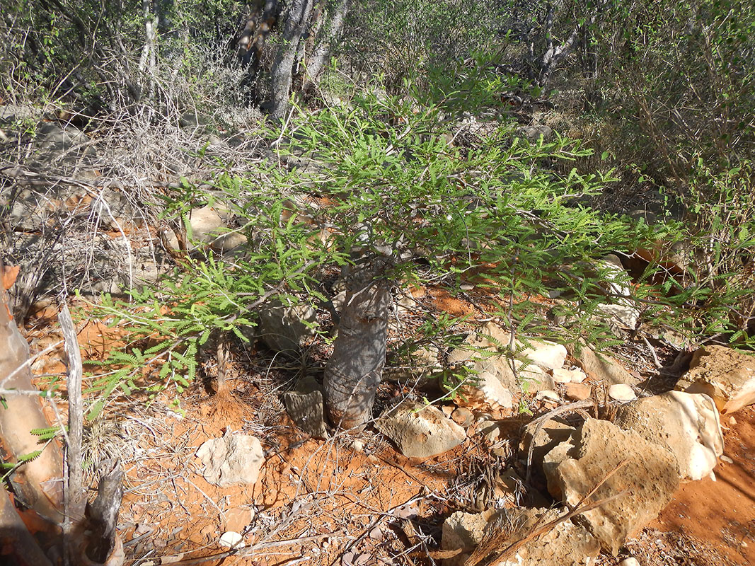 Image of genus Operculicarya specimen.