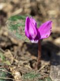 Cyclamen coum. Цветок. Абхазия, Гагрский р-н, гора Мамдзышха, выс. 1810 м н.у.м., альпийский луг. 15.05.2021.