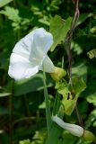 Calystegia sepium. Часть цветущего растения. Краснодарский край, Лазаревский р-н, мкр-н Дагомыс, гора Успенка, 140 м н.у.м., поляна. 12.06.2022.