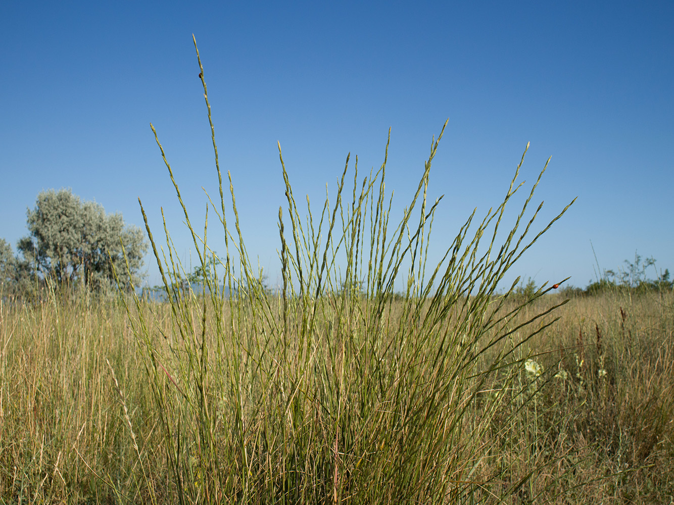 Изображение особи Elytrigia obtusiflora.