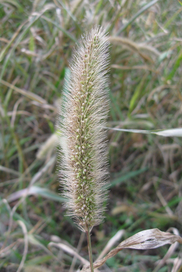 Image of Setaria verticilliformis specimen.