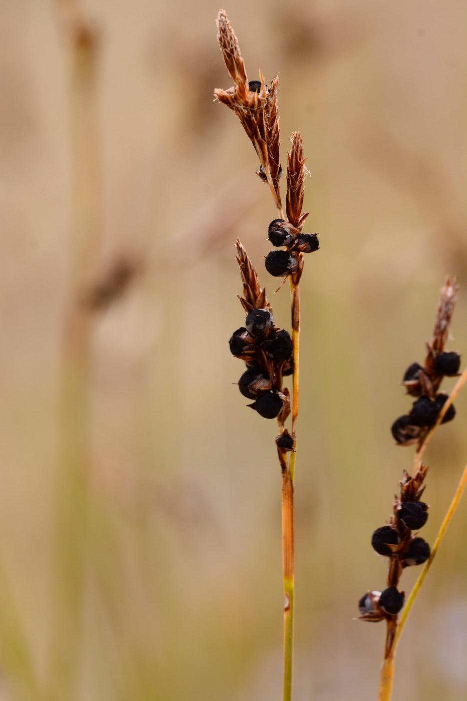 Изображение особи род Carex.