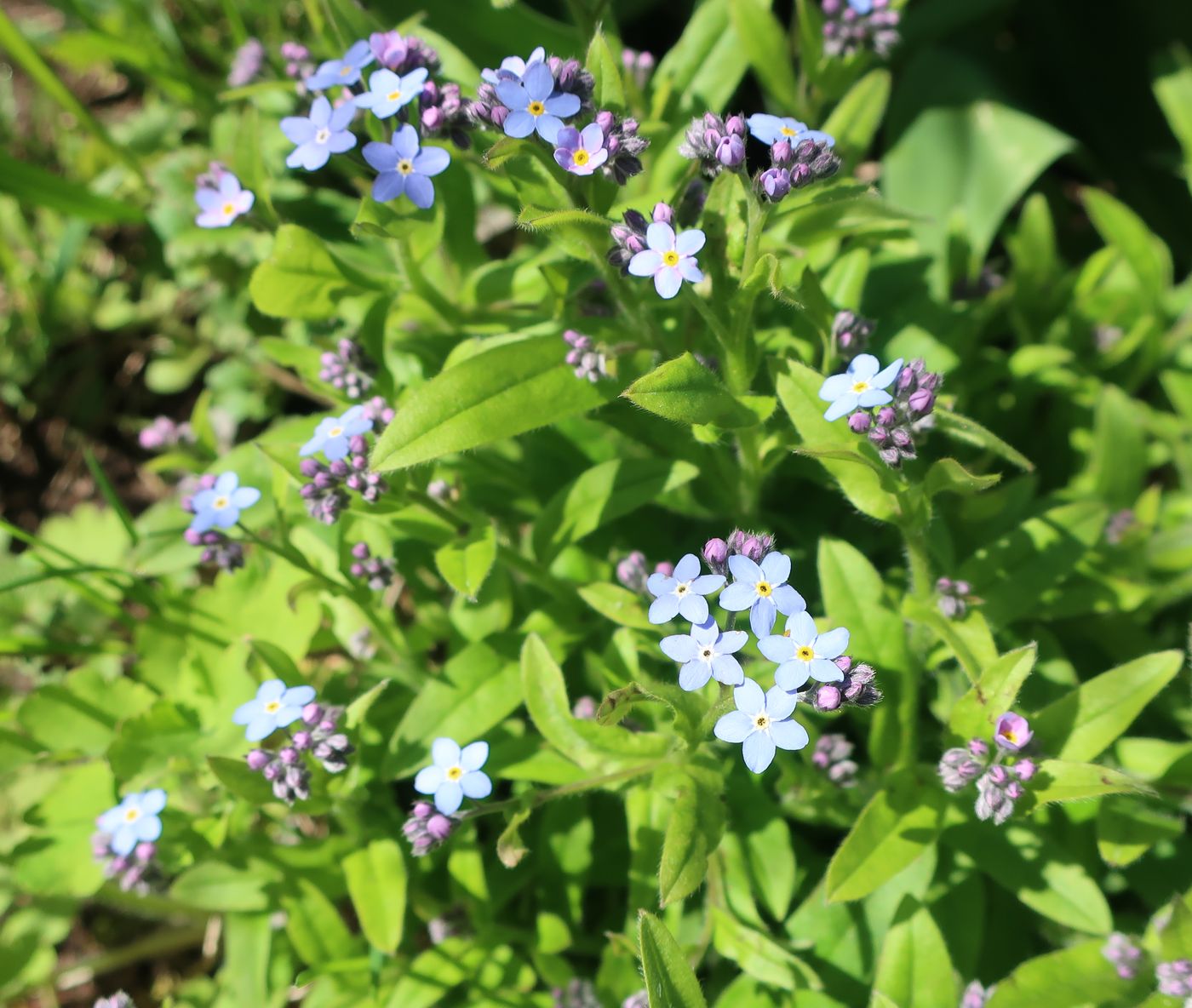 Изображение особи Myosotis sylvatica.