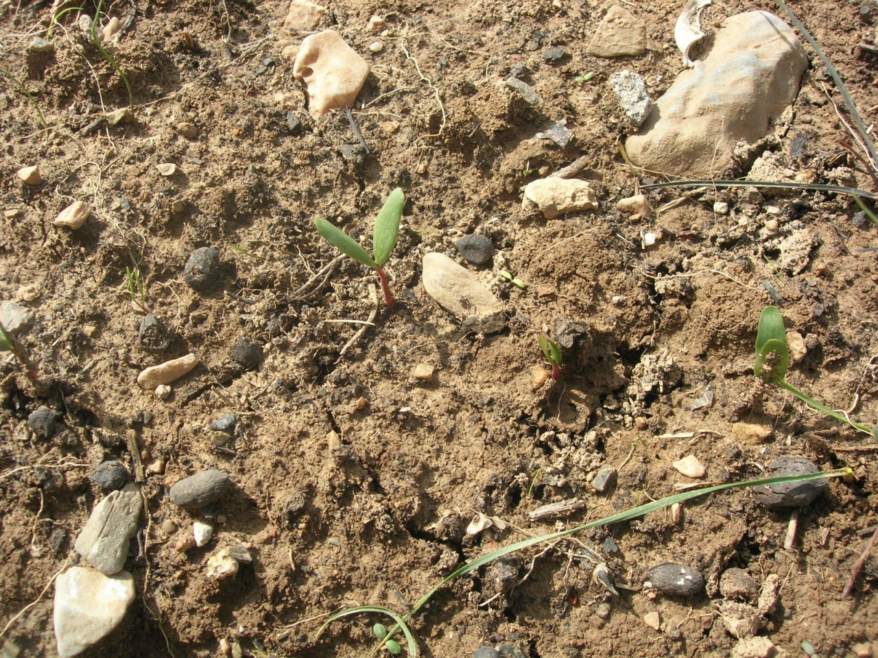 Image of Biebersteinia multifida specimen.