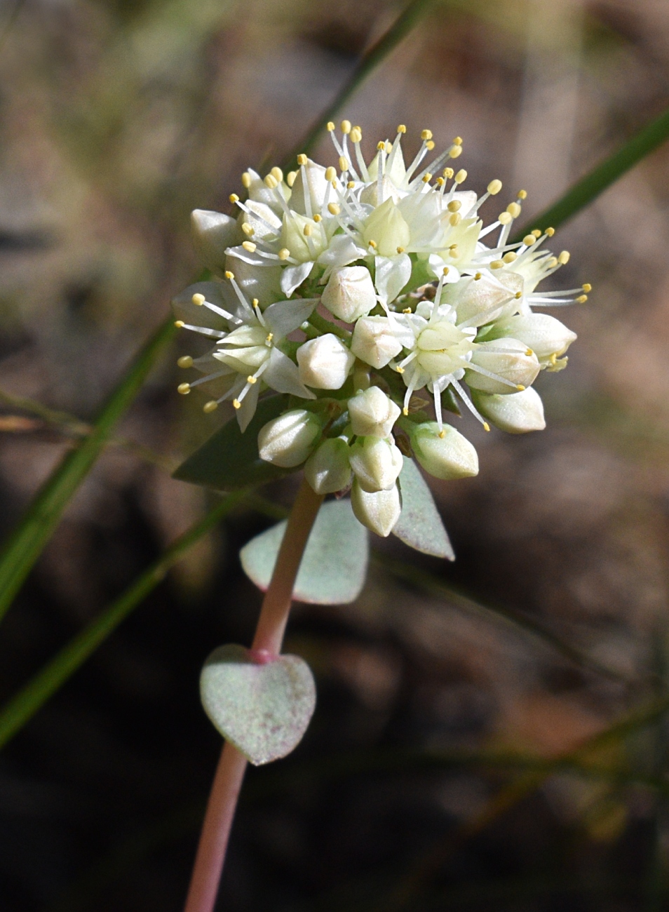 Image of Hylotelephium maximum specimen.