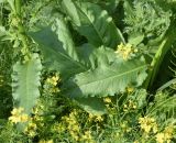 род Rumex. Нижний лист. Республика Ингушетия, Джейрахский р-н, заброшенное селение Эгикхал, луг рядом с башнями. 22 июня 2022 г.