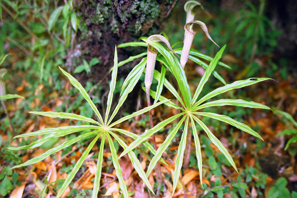 Image of genus Arisaema specimen.