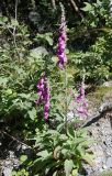 Digitalis purpurea. Цветущее растение. Норвегия, Бриксдайл. 04.07.2008.