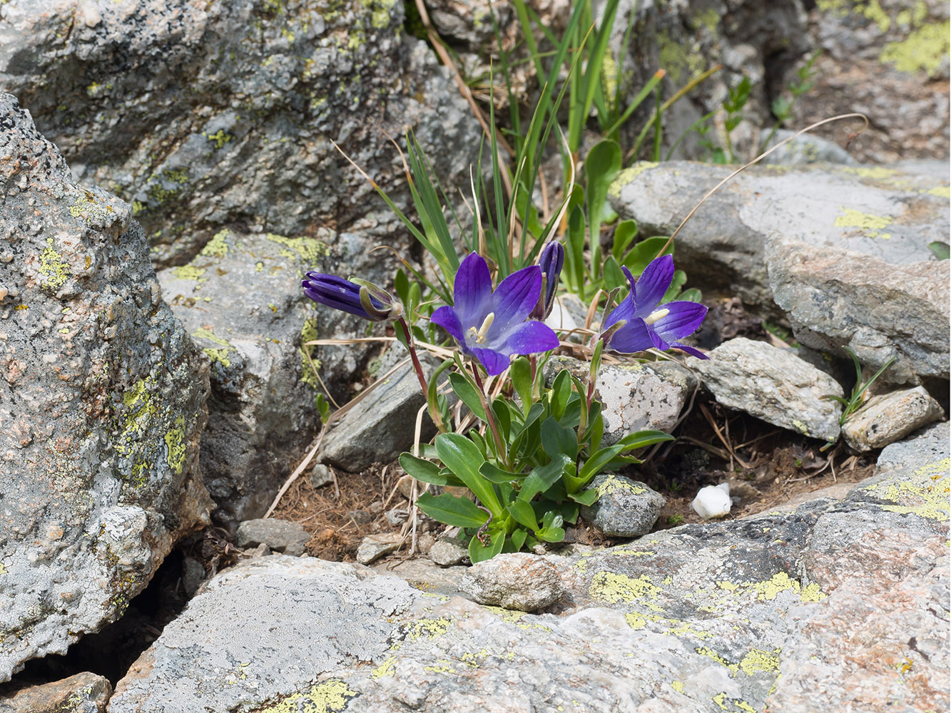 Изображение особи Campanula biebersteiniana.