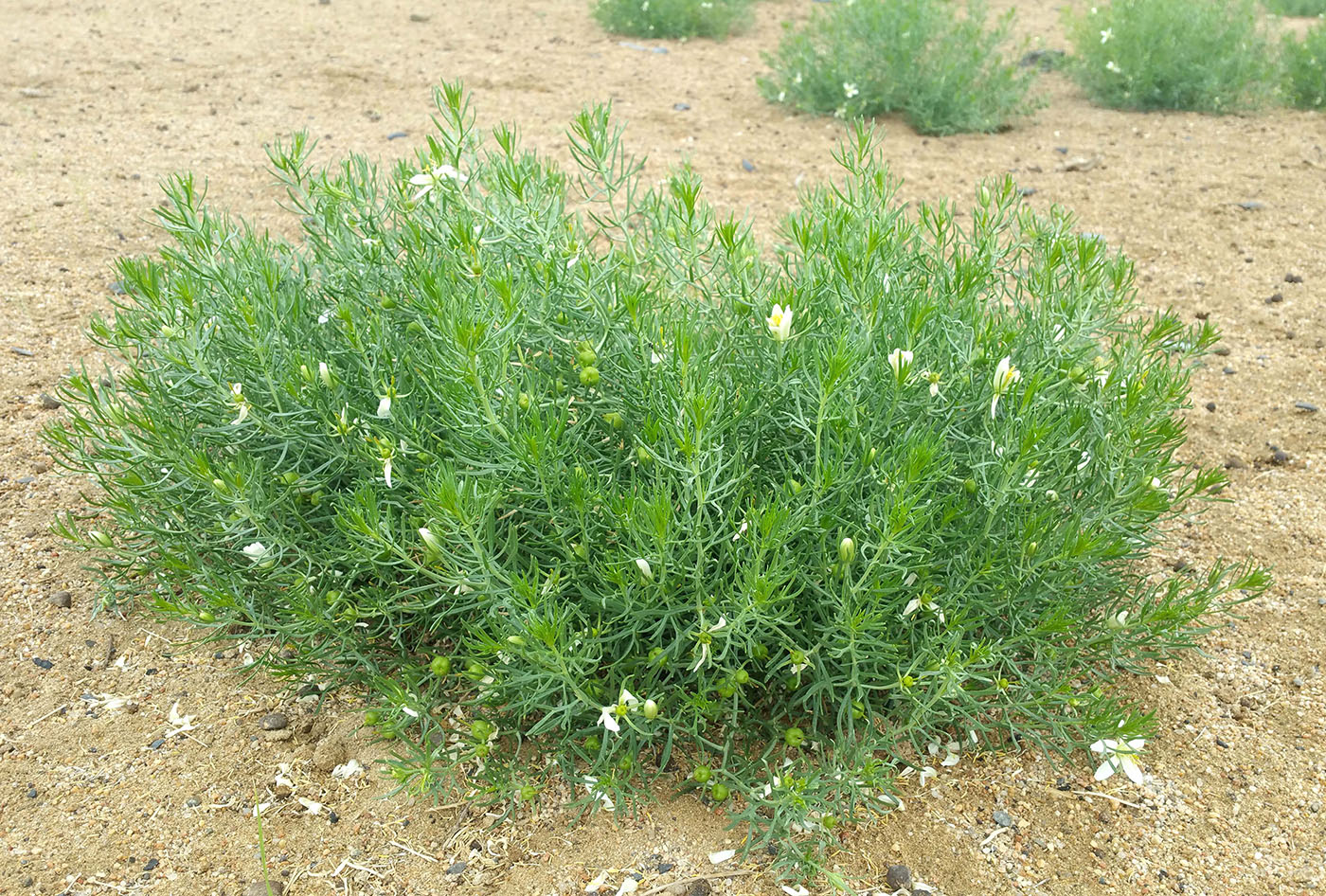 Image of Peganum harmala specimen.