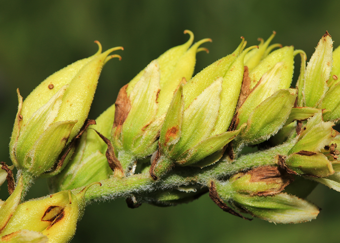 Image of Veratrum grandiflorum specimen.