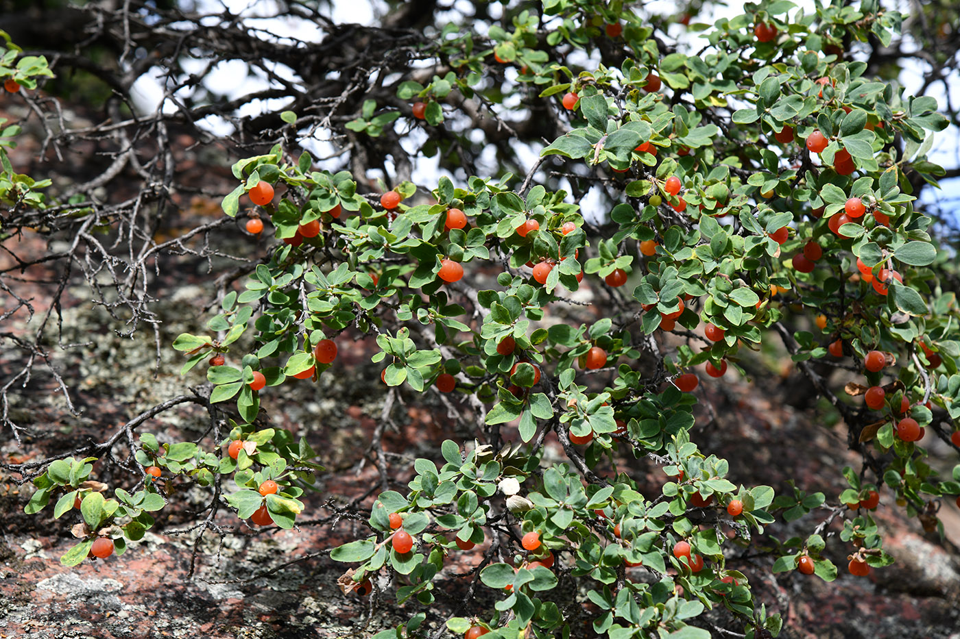 Image of Lonicera microphylla specimen.