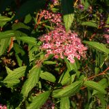 Spiraea japonica. Верхушка побега с соцветием. Польша, Любушское воеводство, Мендзыжечкий повят, г. Тшцель, АЗС. 07.07.2010.