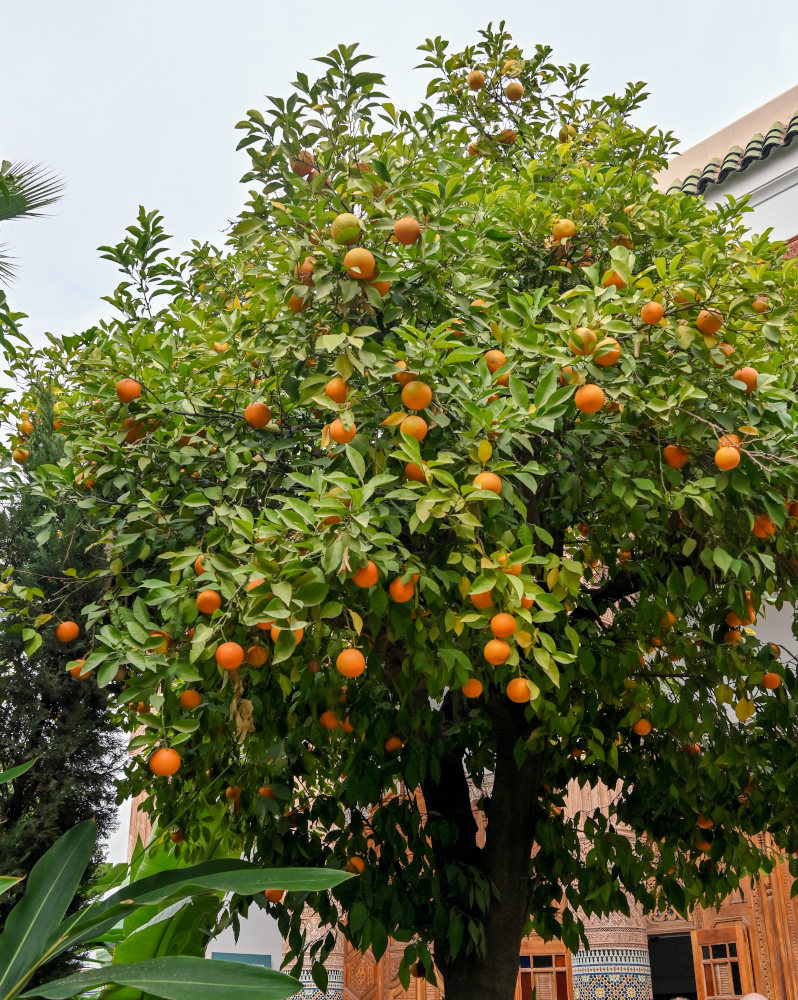 Image of Citrus sinensis specimen.