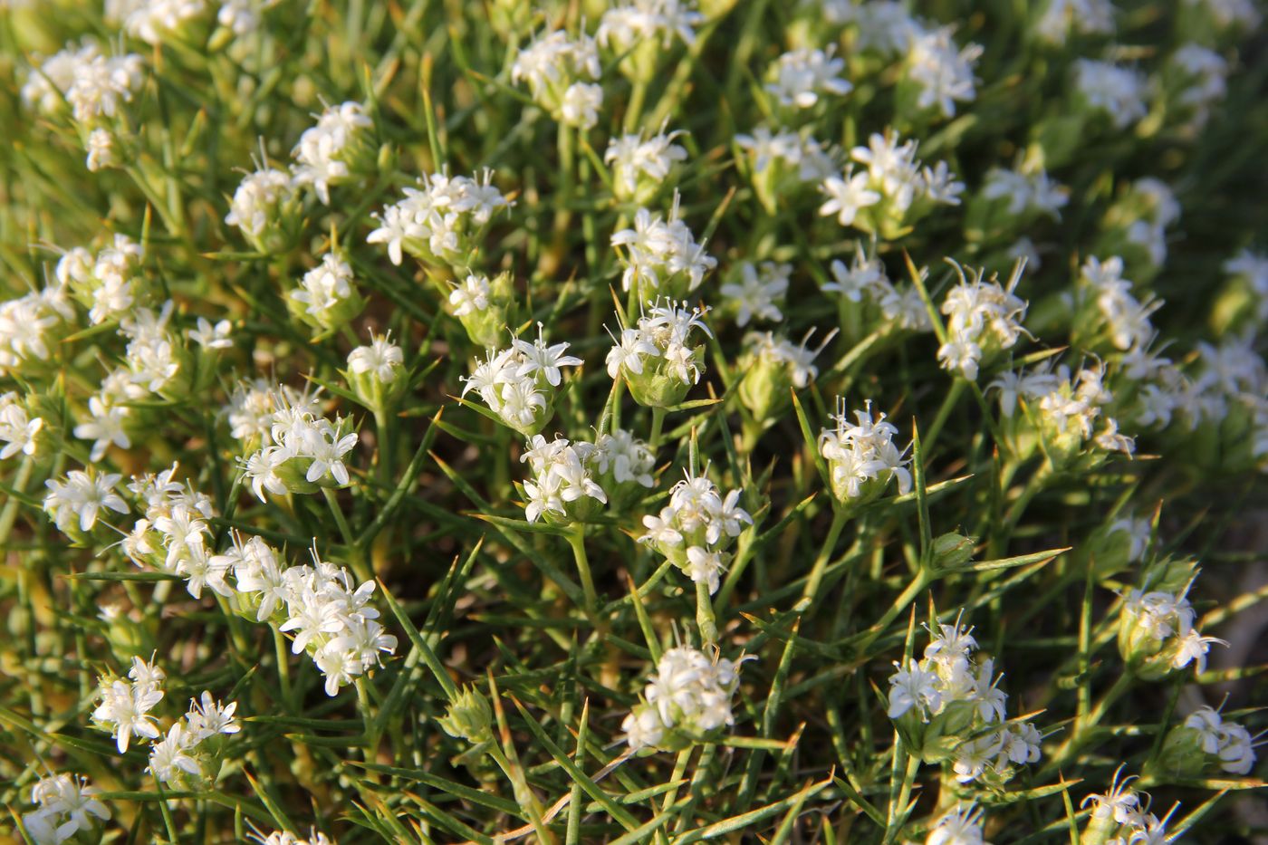 Image of Acanthophyllum knorringianum specimen.