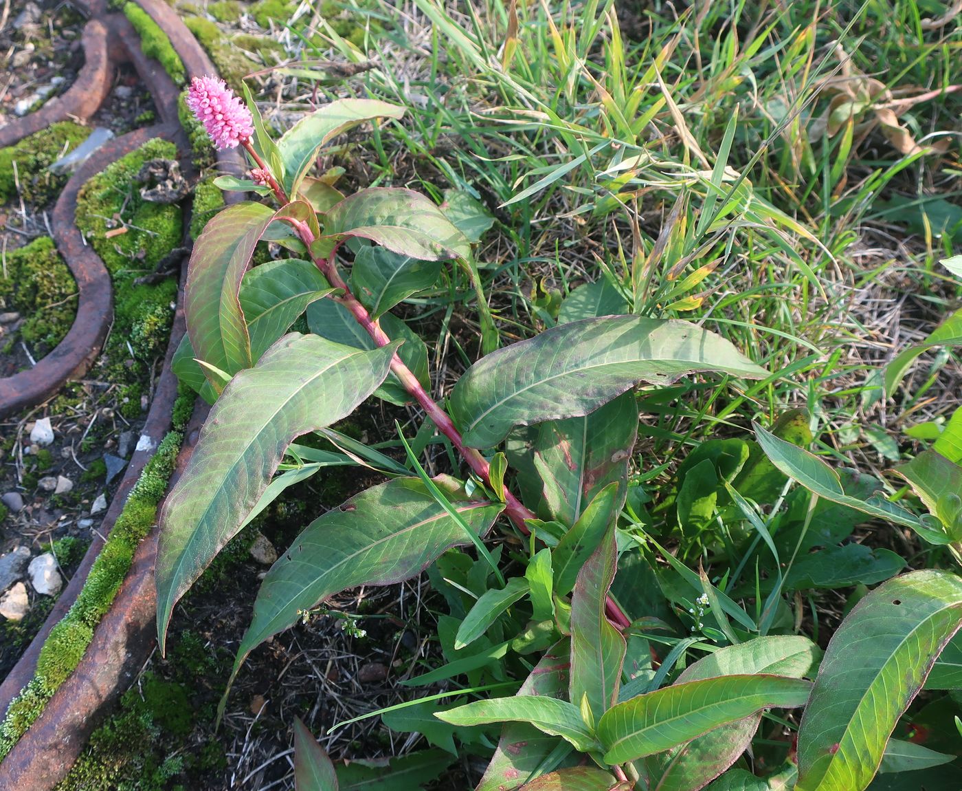 Image of Persicaria amphibia specimen.