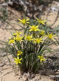 Gagea reticulata