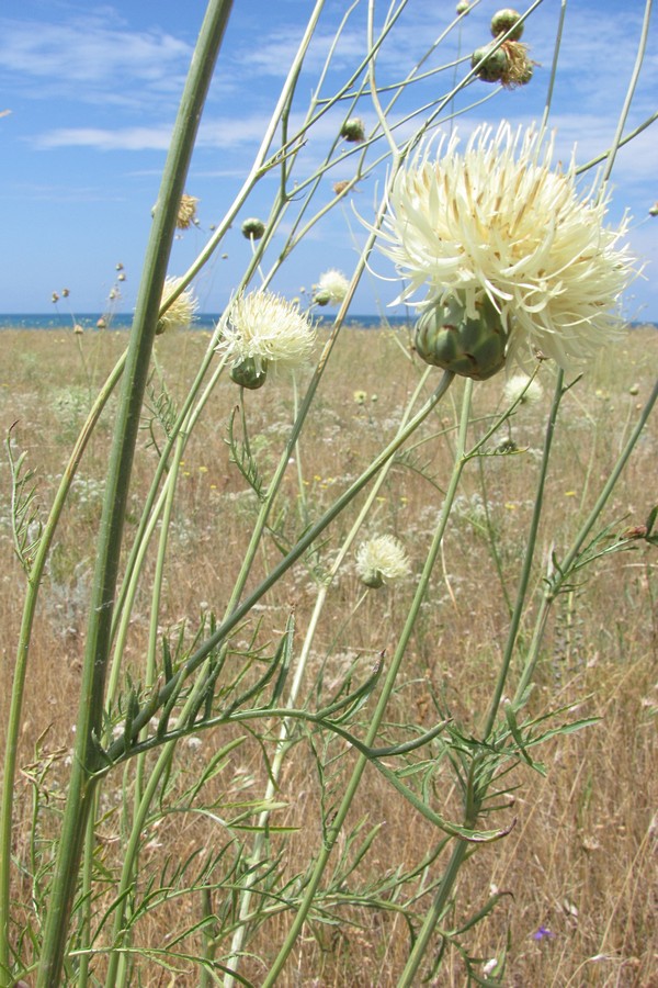 Изображение особи Rhaponticoides taliewii.