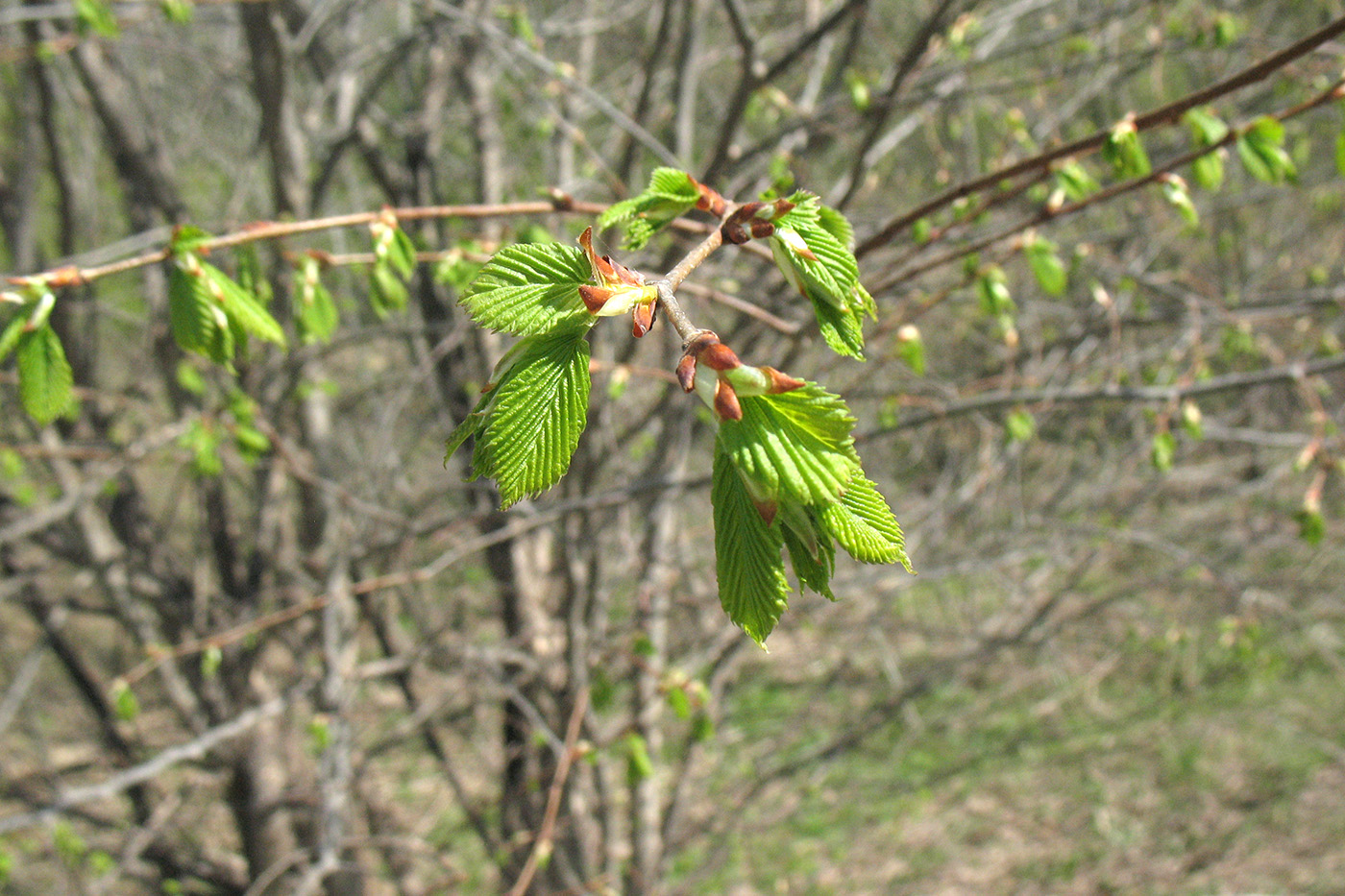 Изображение особи Ulmus glabra.