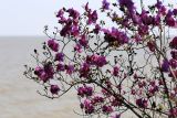 Rhododendron dauricum