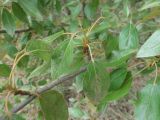 Populus longifolia