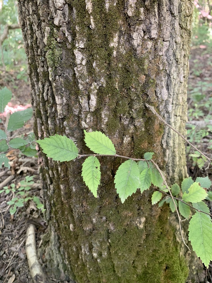 Изображение особи Ulmus glabra.