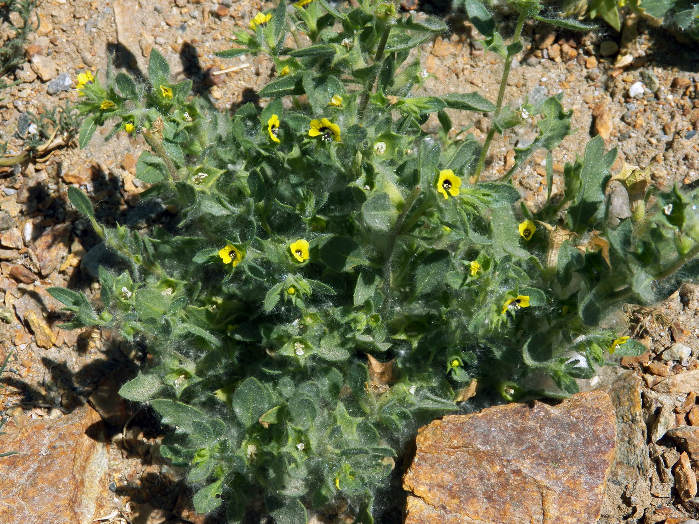 Image of Hyoscyamus pusillus specimen.