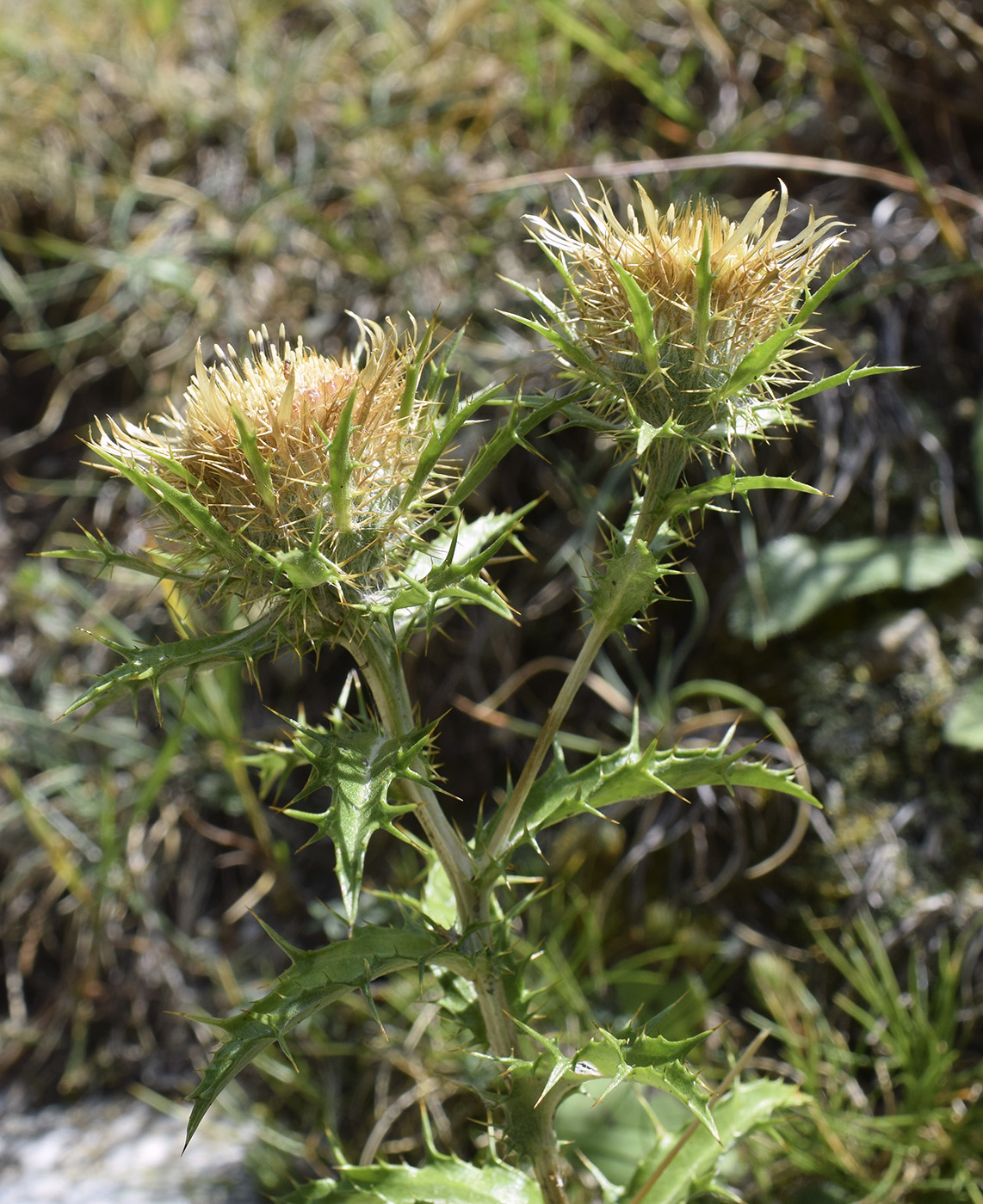 Image of Carlina vulgaris specimen.