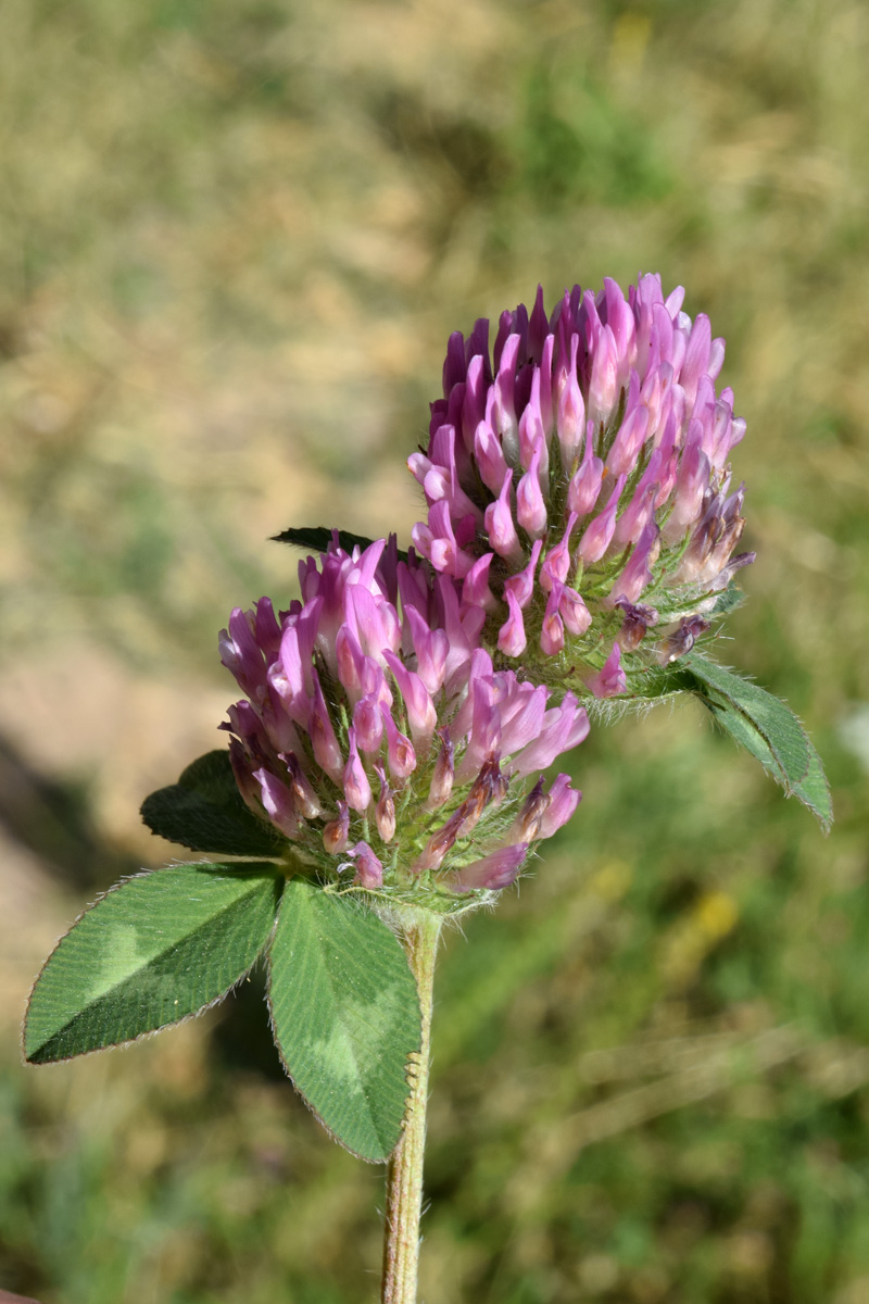 Изображение особи Trifolium pratense.