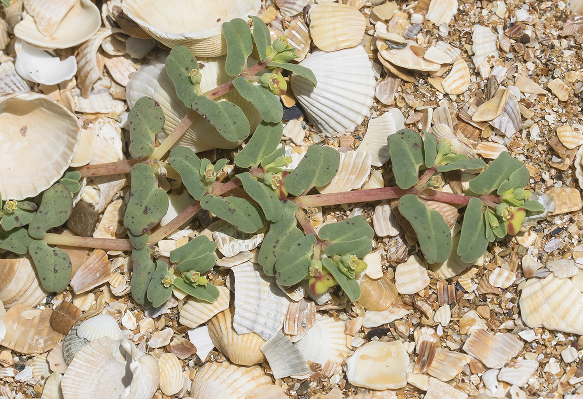 Image of Euphorbia peplis specimen.