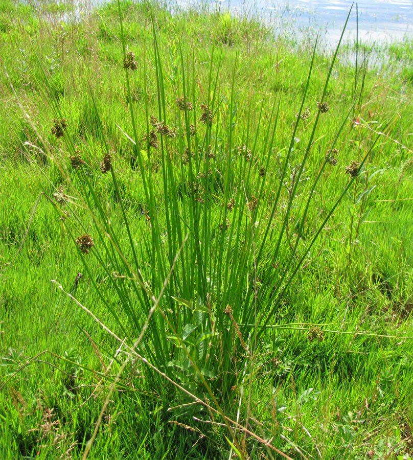 Image of Juncus effusus specimen.