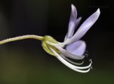 Cleome rutidosperma. Цветок (вид сбоку). Таиланд, Бангкок, парк Люмпини, незасеянное пространство под деревьями. 31.08.2023.