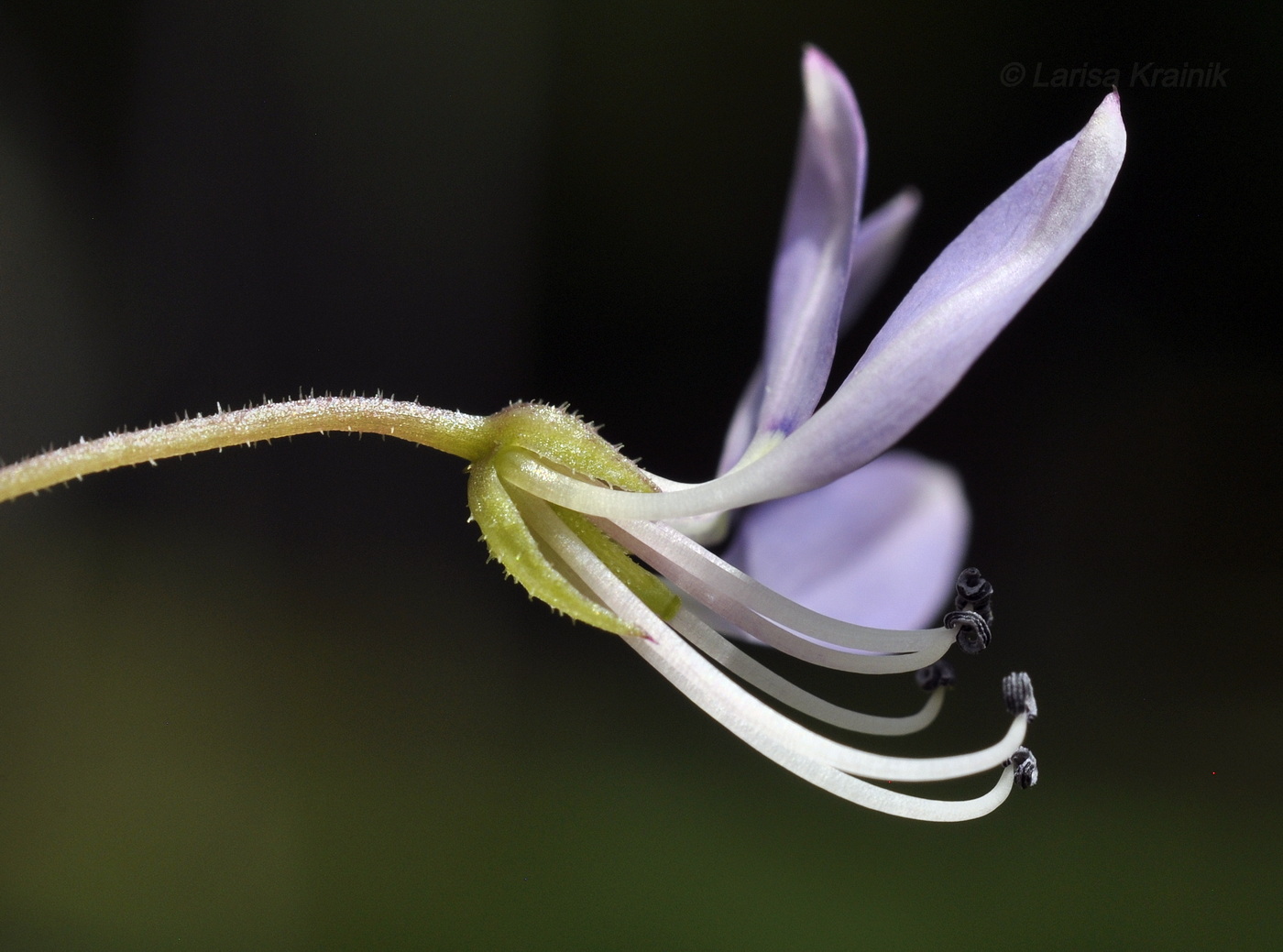 Изображение особи Cleome rutidosperma.