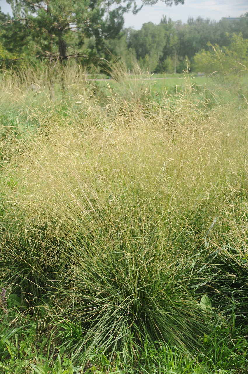 Изображение особи Deschampsia cespitosa.