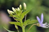 Cleome rutidosperma. Верхушка побега с соцветием в бутонах. Таиланд, Бангкок, Донмыанг, жилой квартал, заросший газон. 11.09.2023.