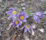 Pulsatilla patens