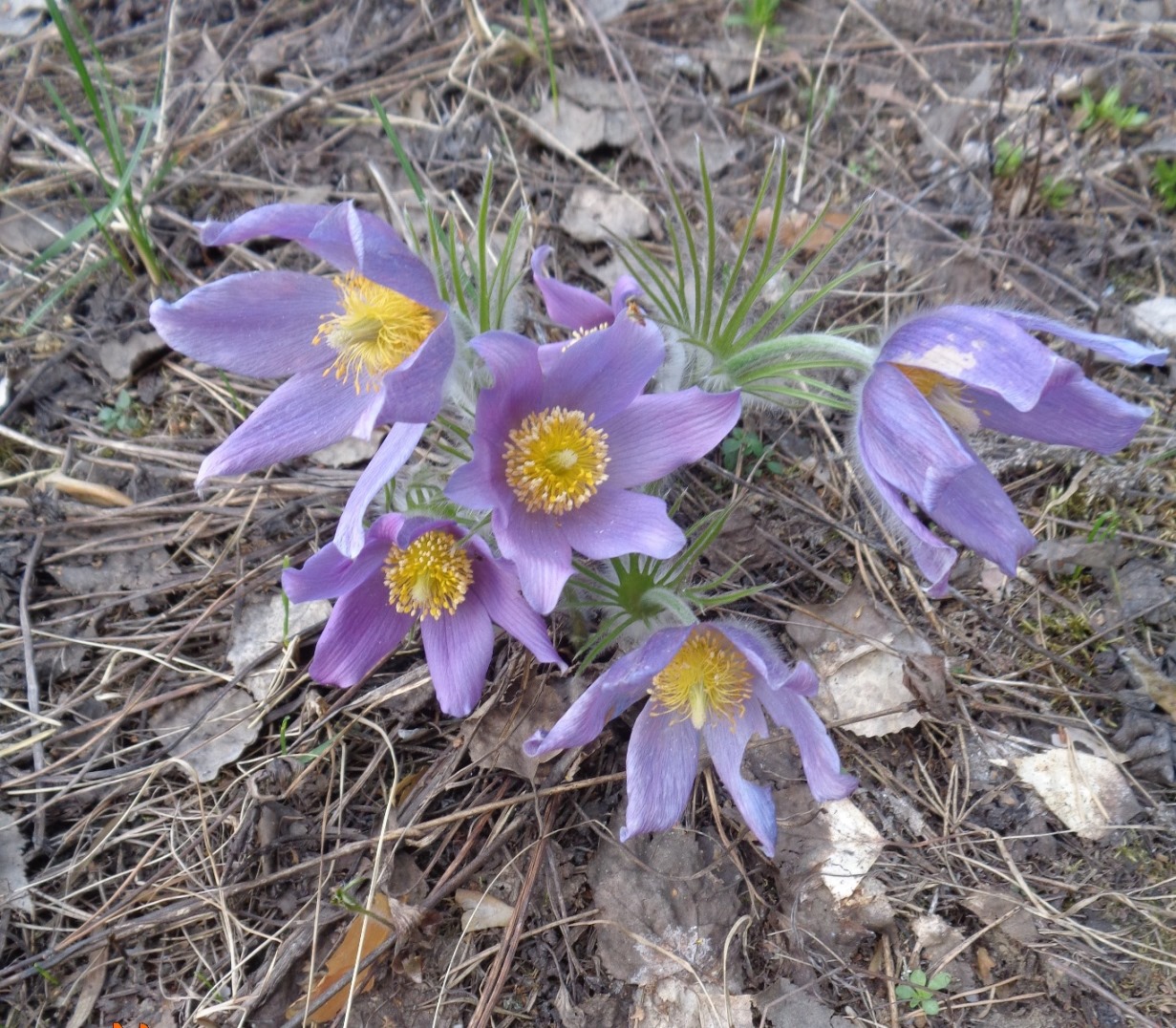 Изображение особи Pulsatilla patens.