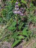 Phlomoides tuberosa. Цветущее растение. Хакасия, Орджоникидзевский р-н, горная гряда Сундуки, степной склон. 07.06.2022.