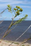 Euphorbia virgata. Верхушка отцветшего растения. Новгородская обл., геологический памятник \"Ильменский глинт\", окр. дер. Ретлё, побережье оз. Ильмень, суходольный луг на бровке известнякового обрыва. 25.07.2023.