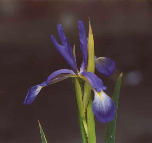 Image of Iris prilipkoana specimen.