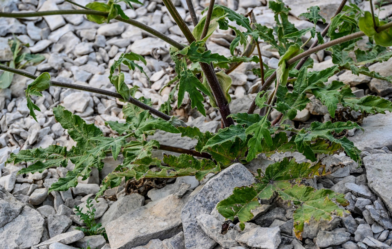 Image of Heracleum grandiflorum specimen.