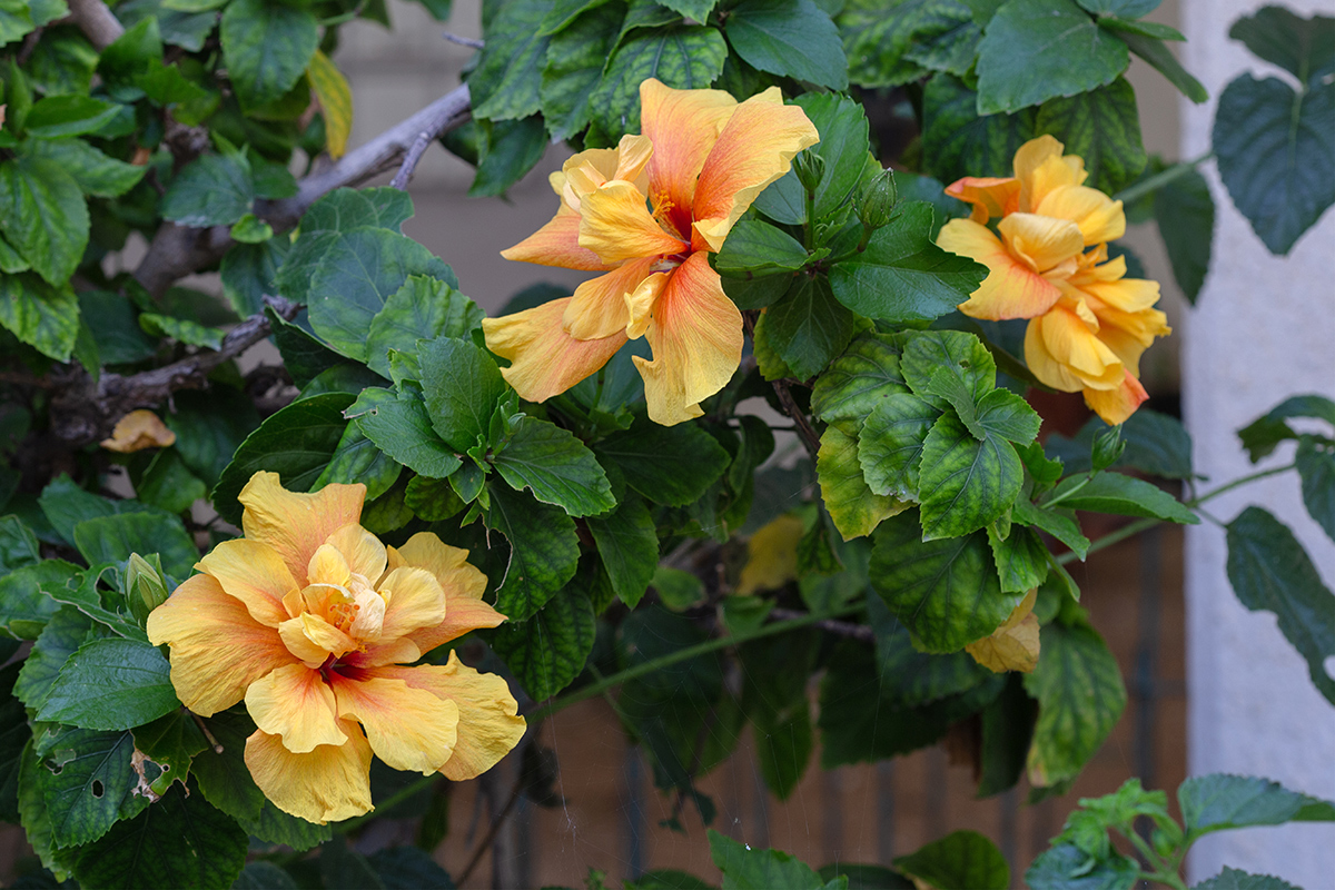 Image of Hibiscus rosa-sinensis specimen.