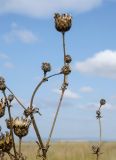 genus Centaurea. Верхушка плодоносящей веточки. Башкортостан, Баймакский р-н, Темясовский сельсовет, окр. дер. Сакмар, степь. 4 сентября 2023 г.