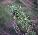 Artemisia abrotanum. Верхушка побега. Ростовская обл., г. Донецк, озеленение. 09.04.2024.