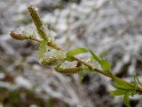 genus Salix. Верхушка цветущей веточки в снегу. Беларусь, Минская обл., Мядельский р-н, национальный парк \"Нарочанский\", окр. санатория \"Журавушка\" в низменном влажном месте бора возле лесной дороги. 04.04.2024.