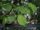 Corylus avellana. Верхушка веточки с погрызенными личинками кузнечиков листьями. Абхазия, Гагрский р-н, с. Лдзаа, частное подворье. 14.04.2024.