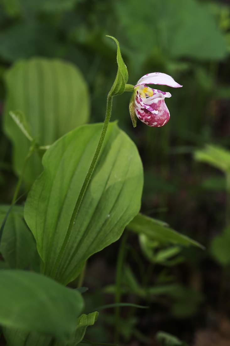 Изображение особи Cypripedium guttatum.