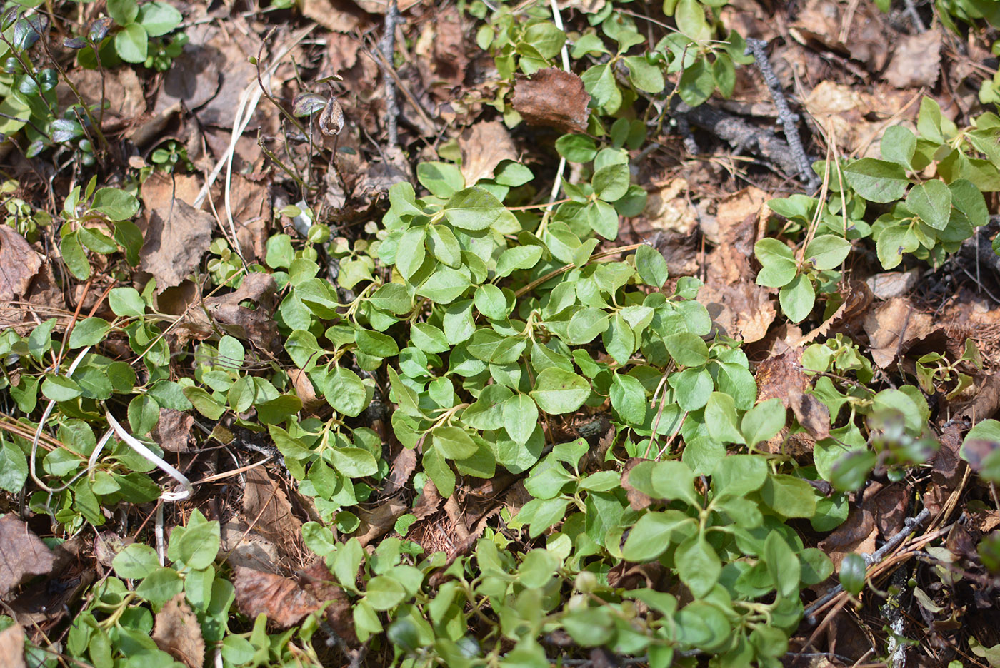 Image of Orthilia secunda specimen.