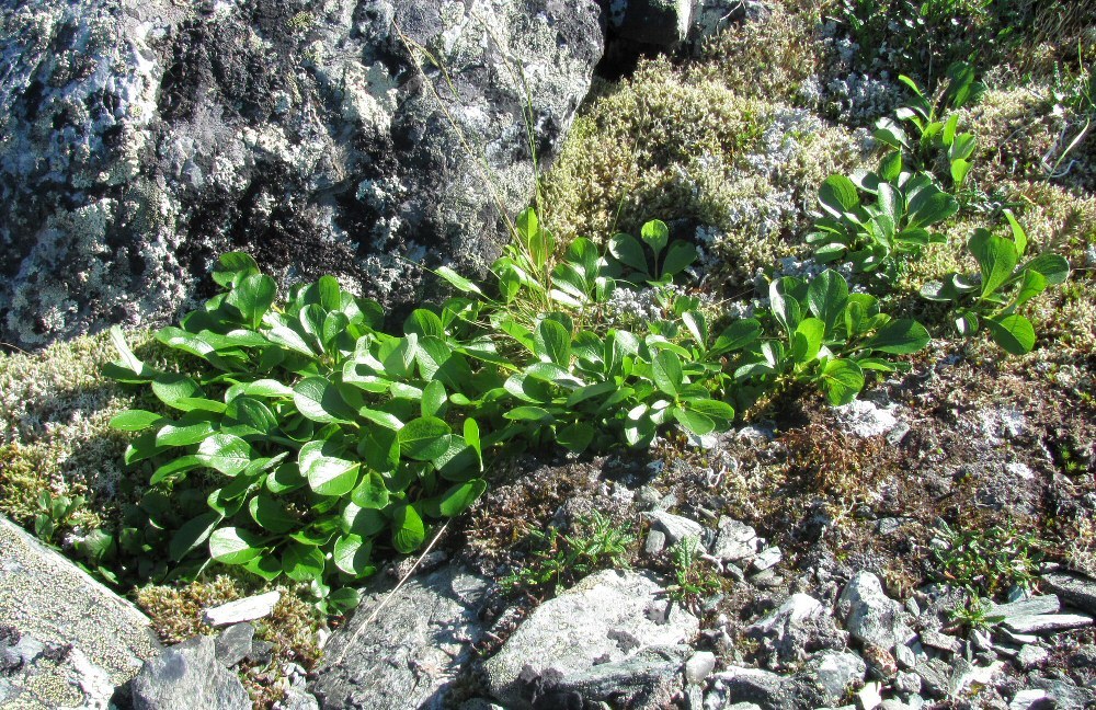 Image of Salix arctica specimen.